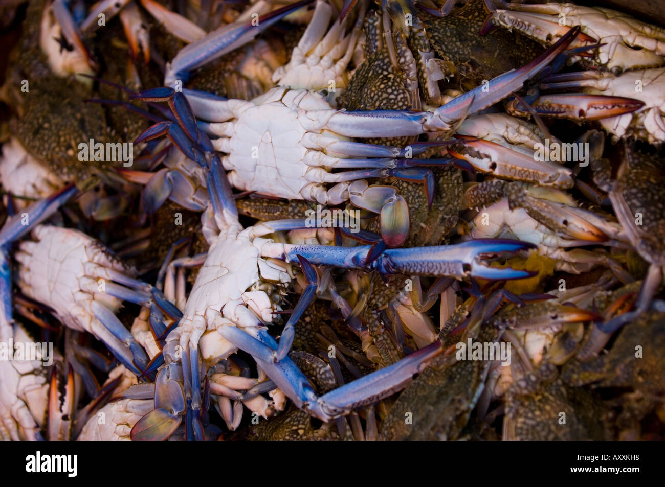 crabs for sale Stock Photo - Alamy