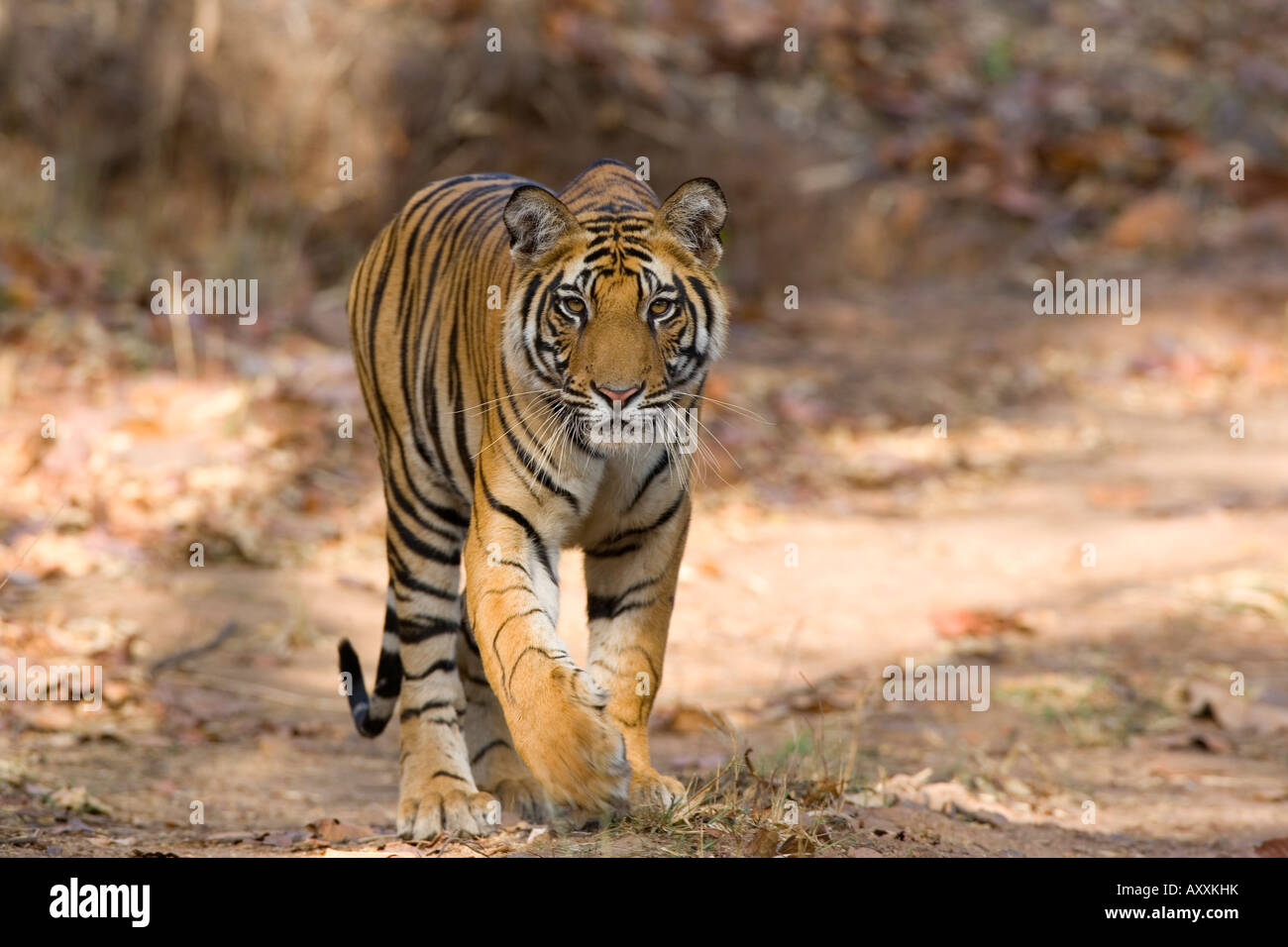 Bengal tiger (Panthera tigris tigris), Bandhavgarh, Madhya Pradesh, India Stock Photo