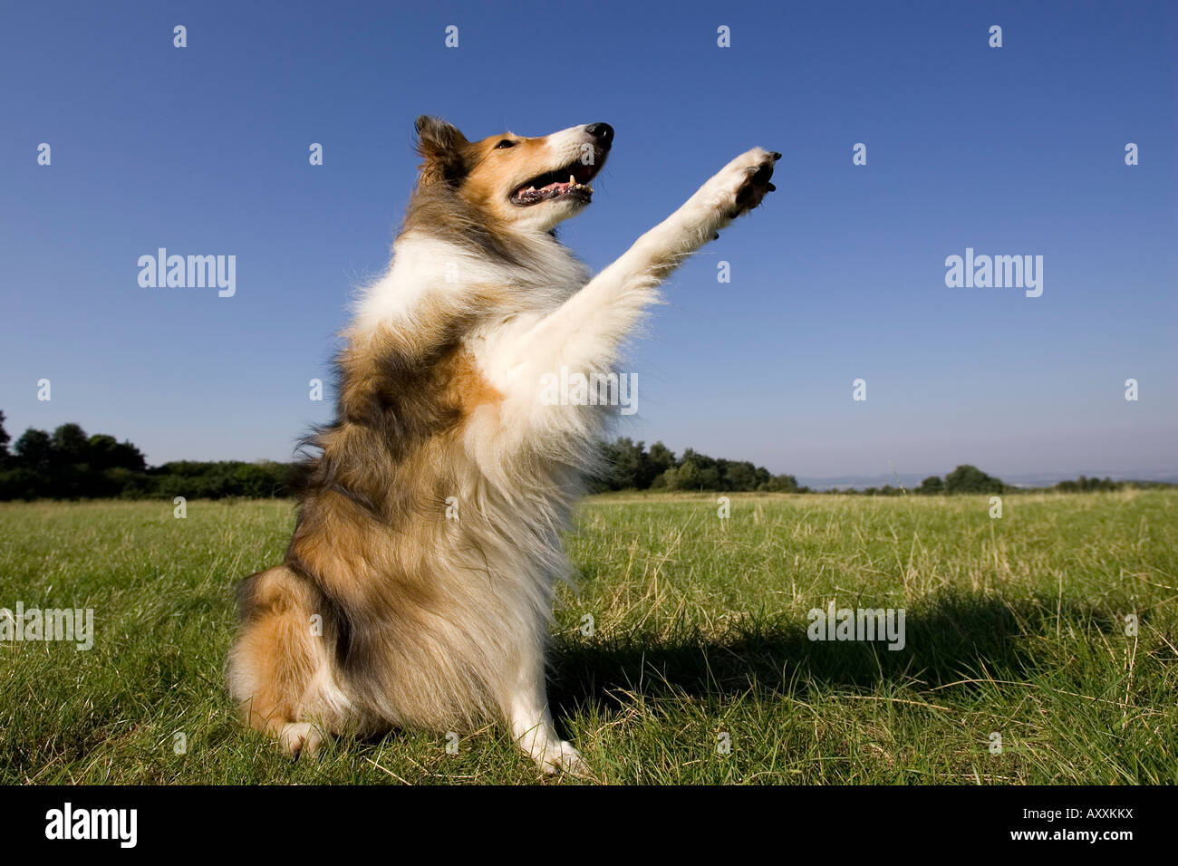 Collie, (Canidae), Lemgo, Nordrhein Westfalen, Germany Stock Photo