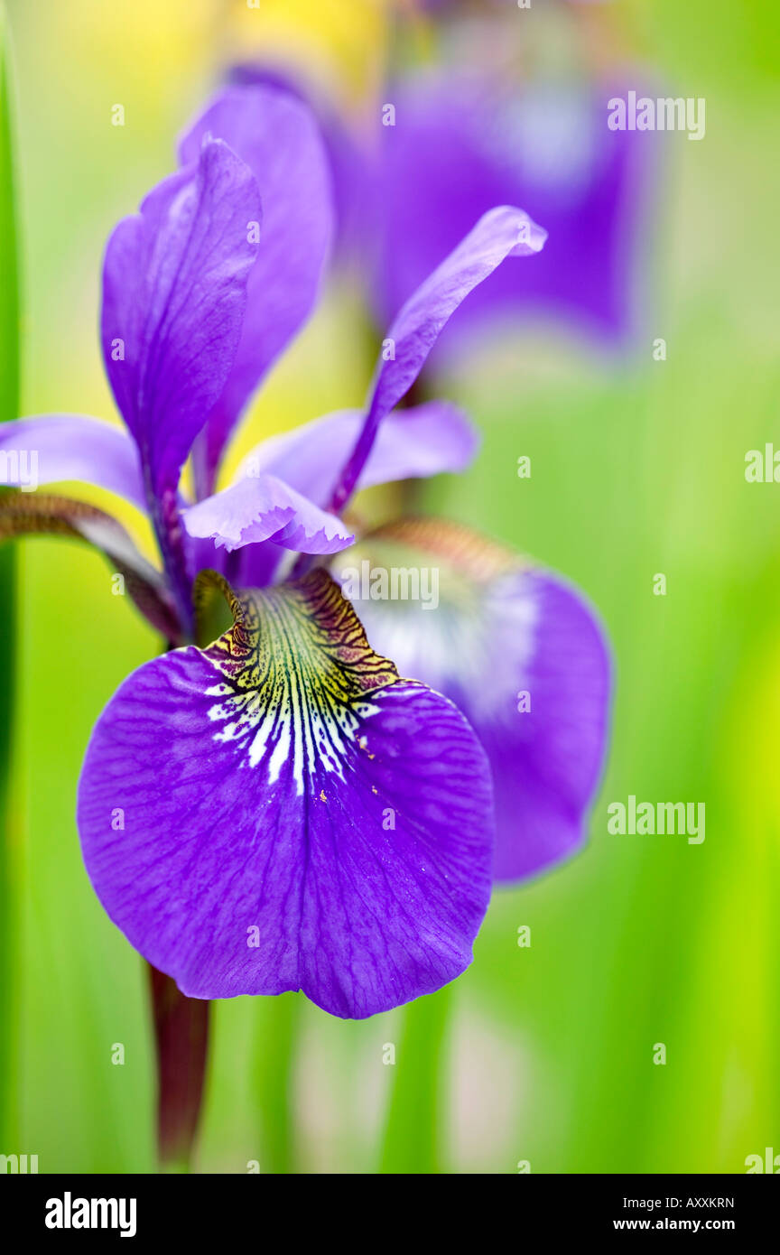 Iris, Iris sibirica, Bielefeld, Nordrhein Westfalen, Germany Stock Photo