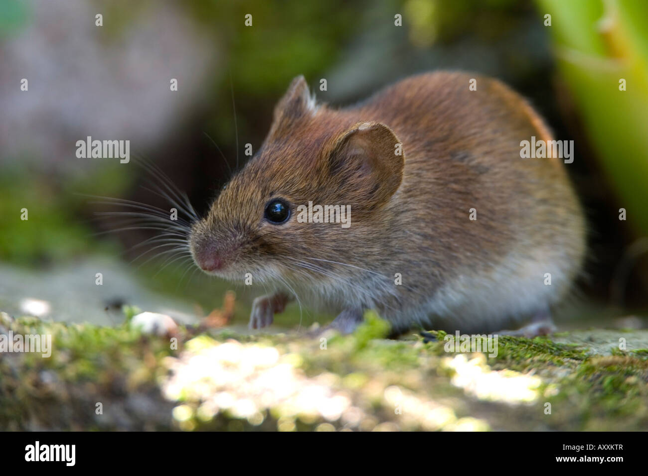 Common Vole, (Microtus arvalis), Bielefeld, Nordrhein Westfalen, Germany Stock Photo