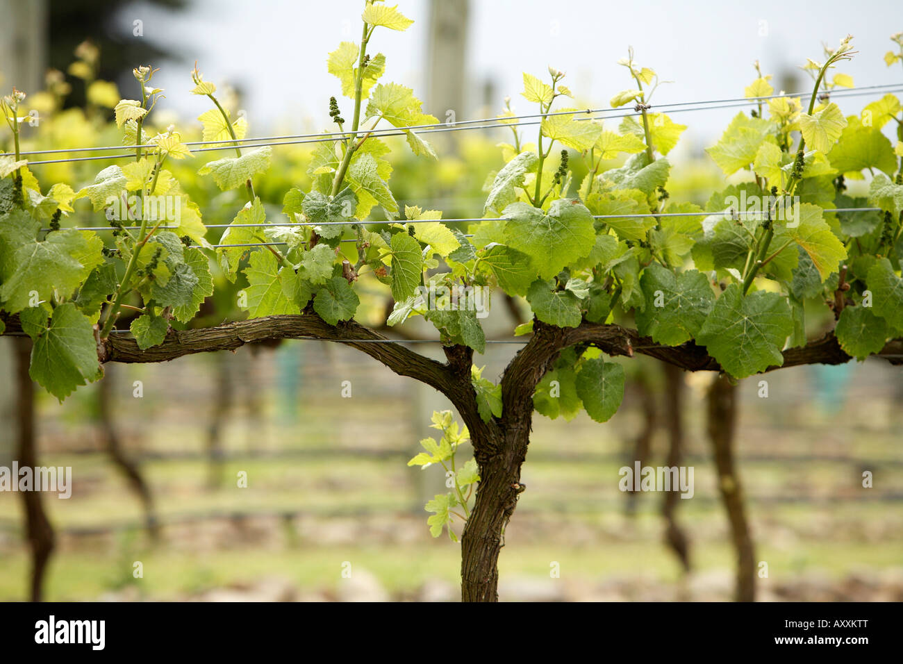 grape vines on trellis work and posts in vineyard Stock Photo - Alamy