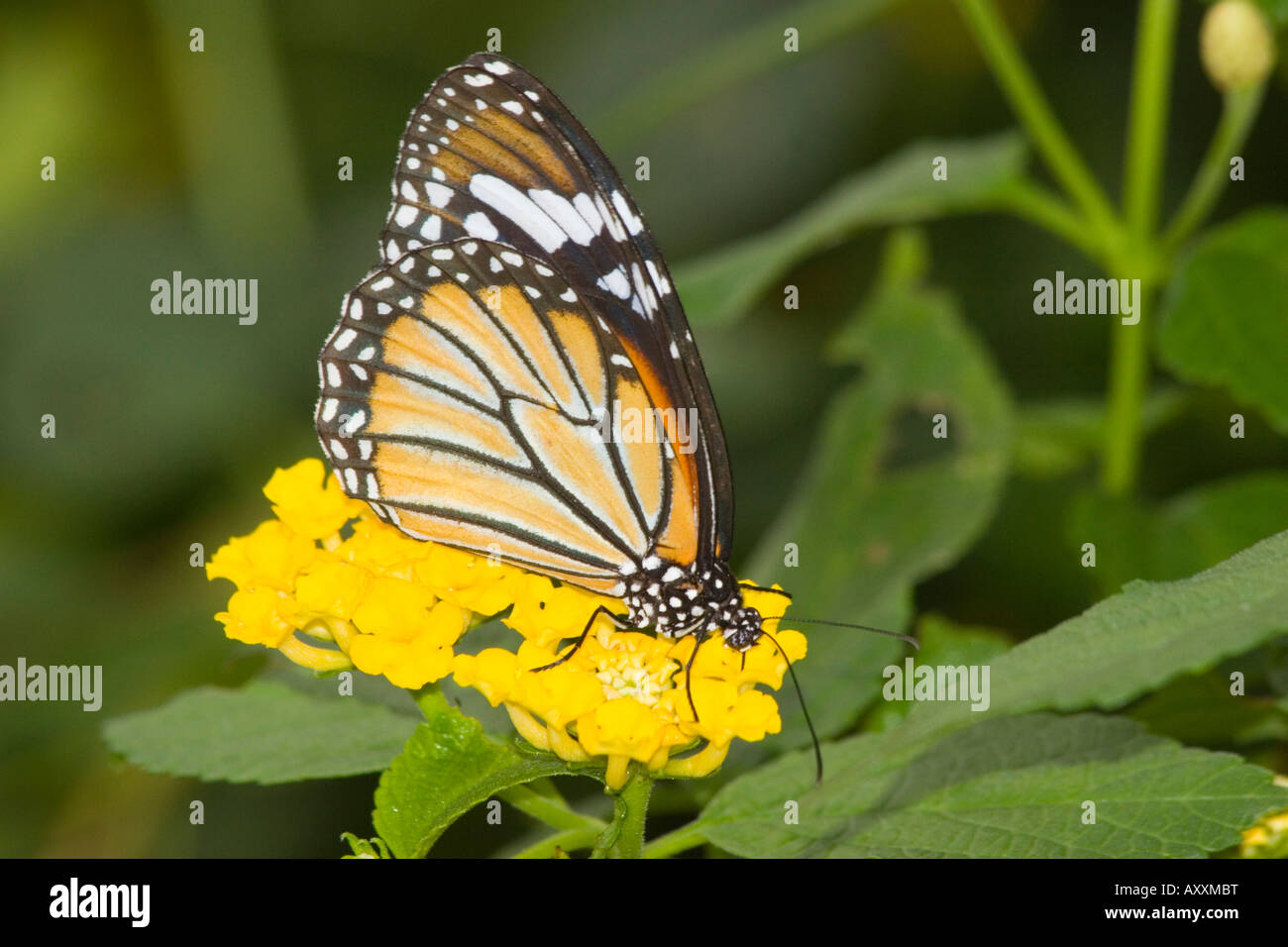 Monarch butterfly feeding on yellow flowers Stock Photo - Alamy