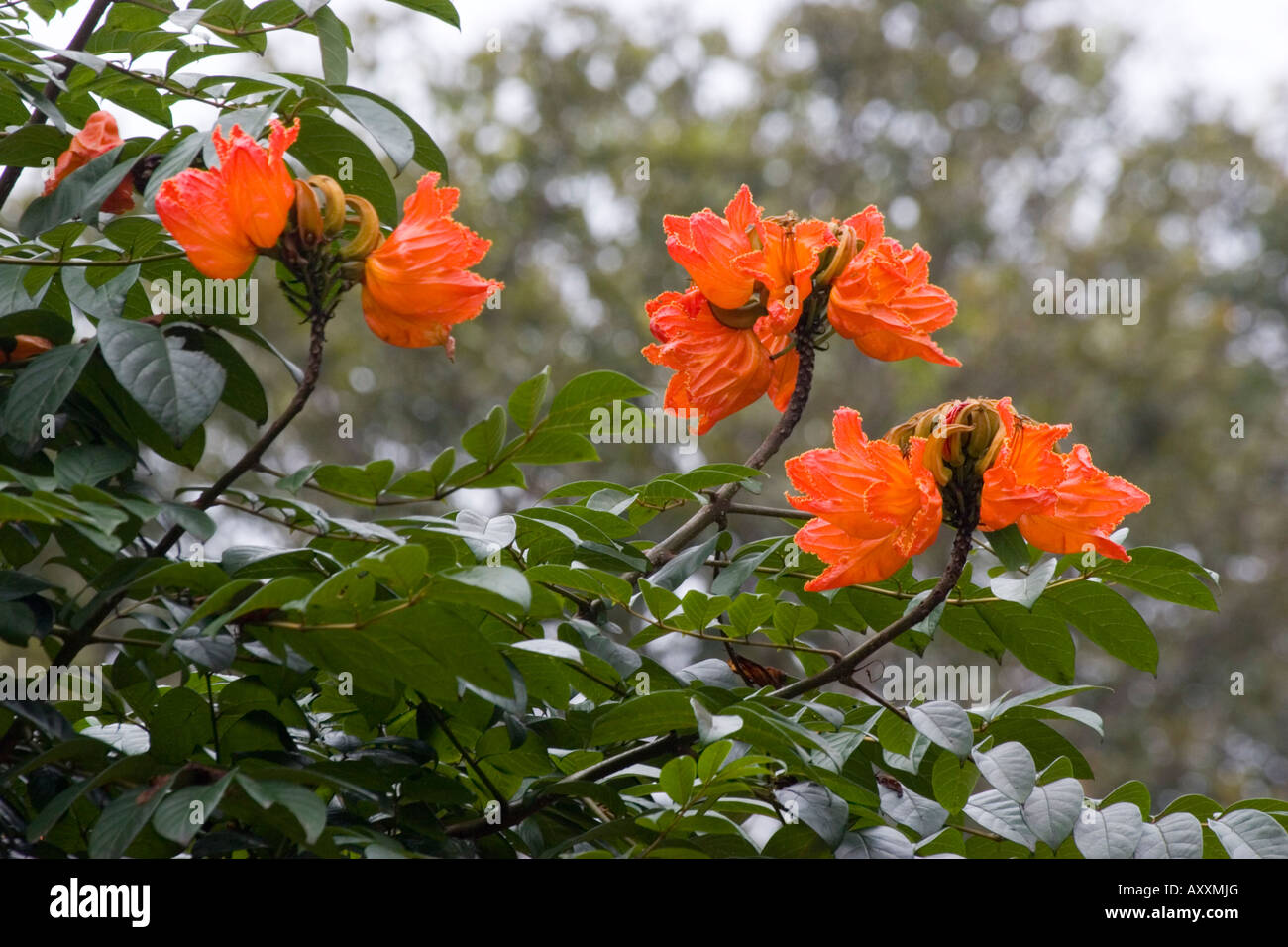 Beautiful Indian flowers Stock Photo - Alamy