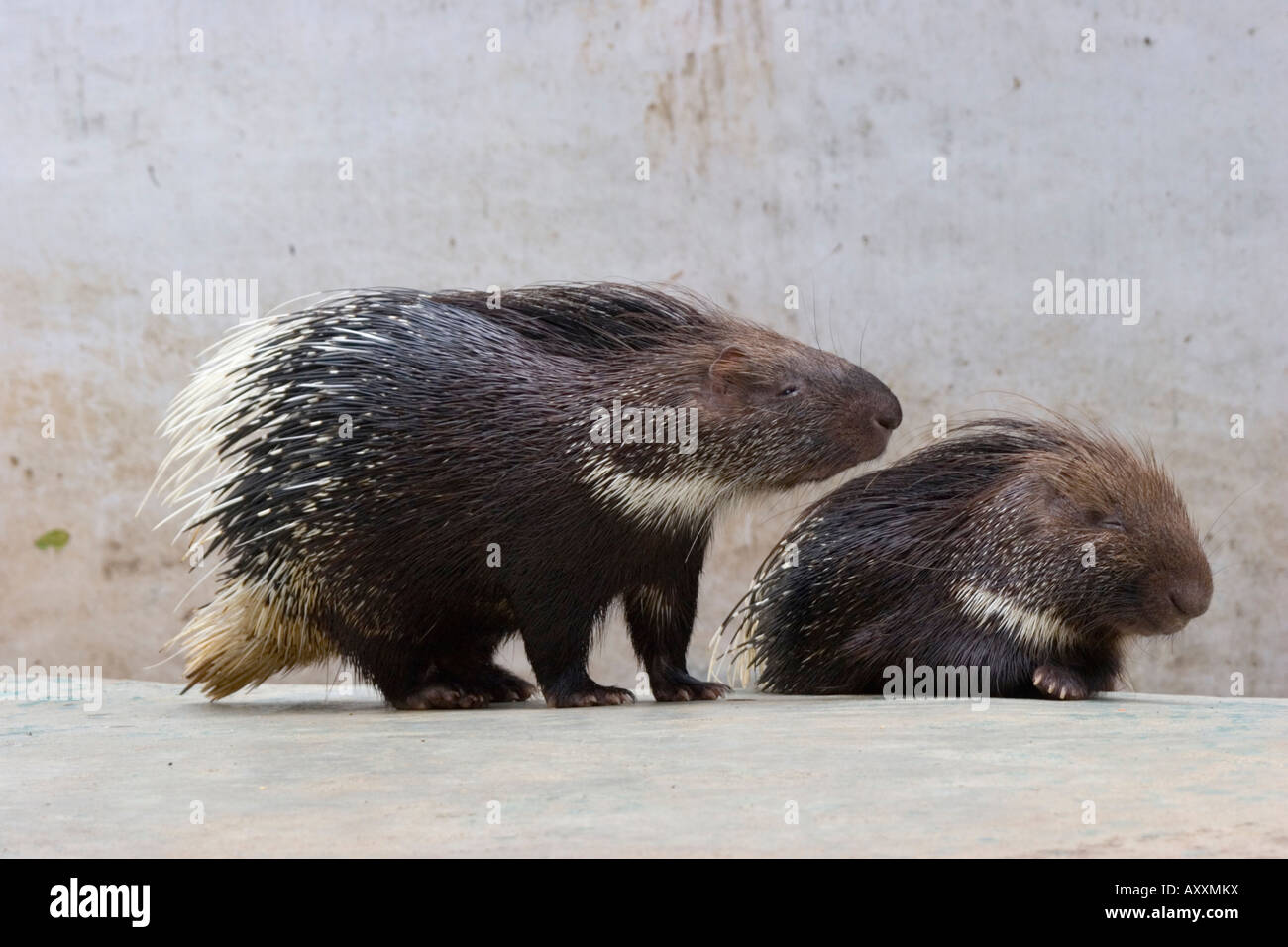 Indian porcupine hystrix indica Stock Photo