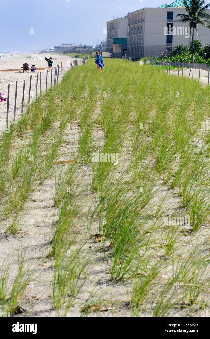 protected coastal beach sand dune restoration planting recovery Stock