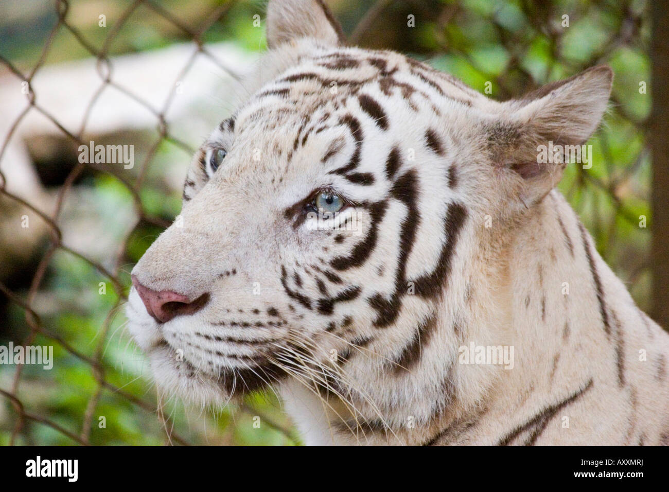 Beautiful white tiger with blue eyes Stock Photo Alamy