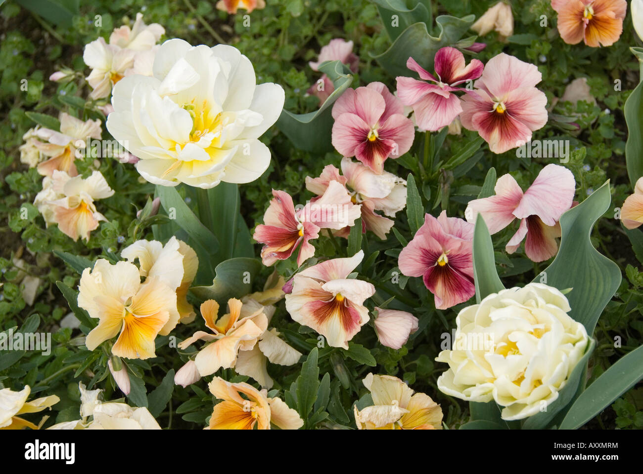 Double tulips and pansies in a spring flower bed Stock Photo