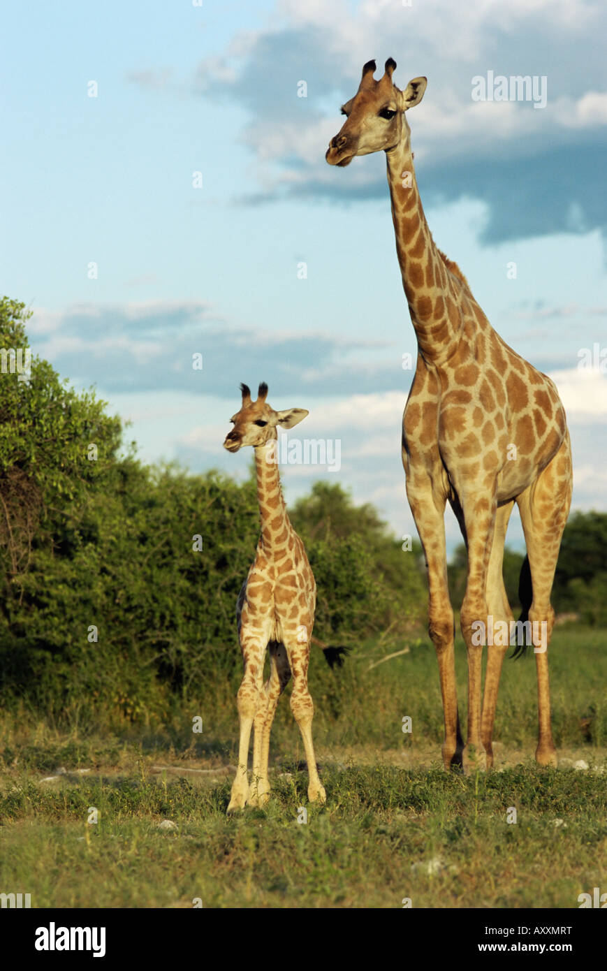 Adult and young giraffe (Giraffa camelopardalis), Etosha National Park, Namibia, Africa Stock Photo