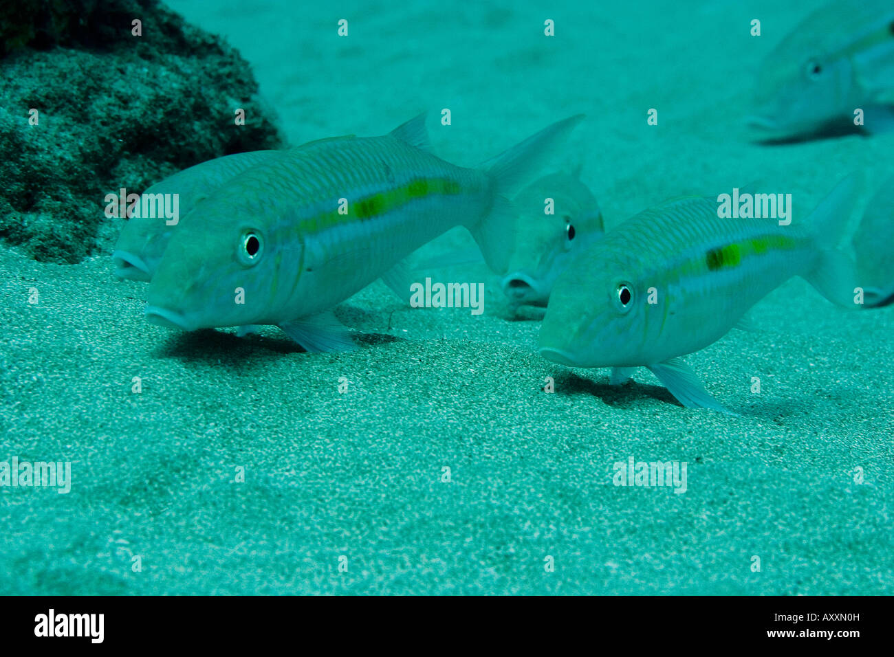 Yellow Goatfish (Mulloidichthys martinicus) Stock Photo