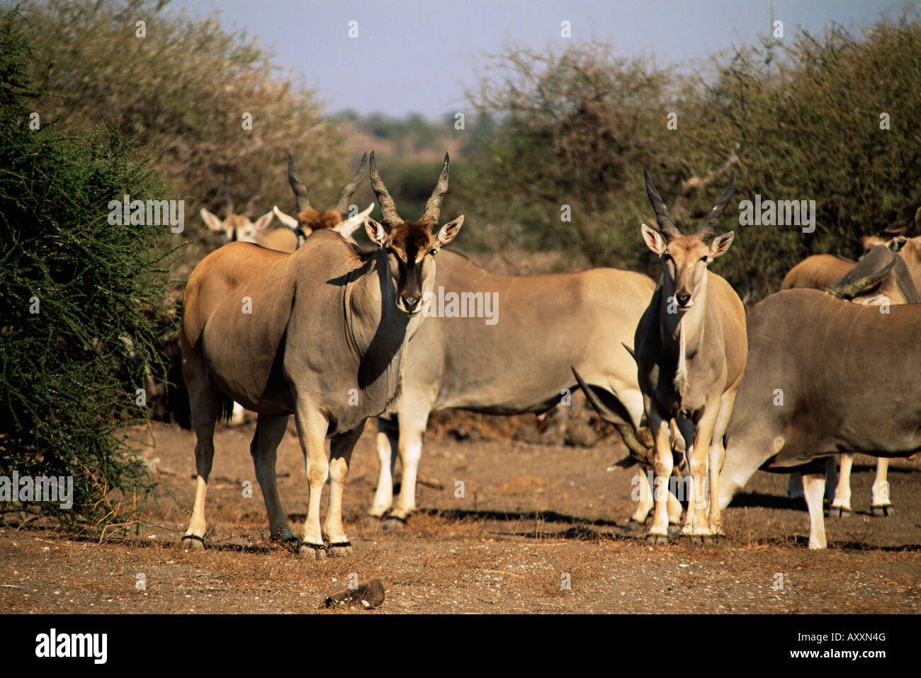 Eland (Taurotragus oryx), Mashatu Game Reserve, Botswana, Africa Stock Photo