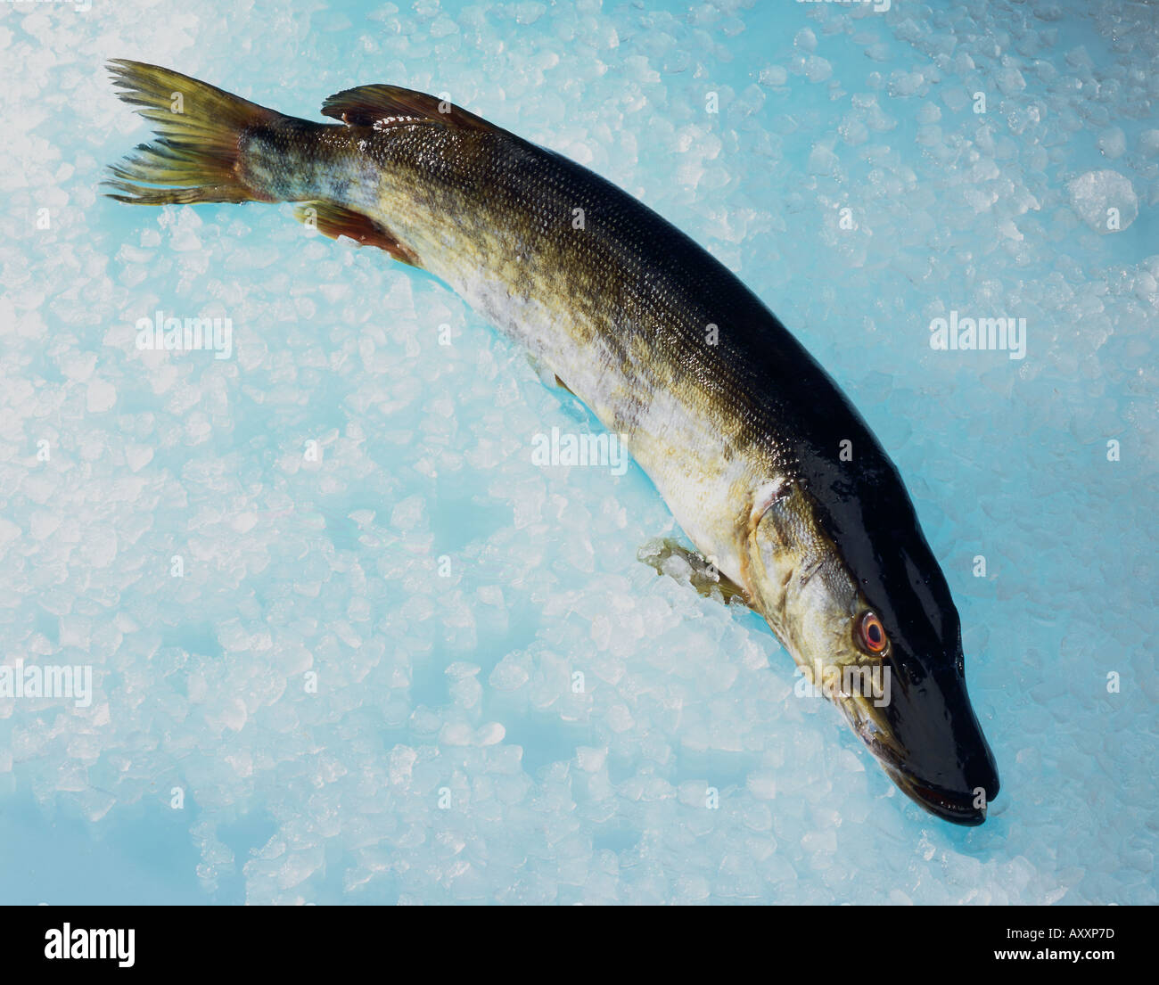 whole pike on ice on blue b/g Stock Photo