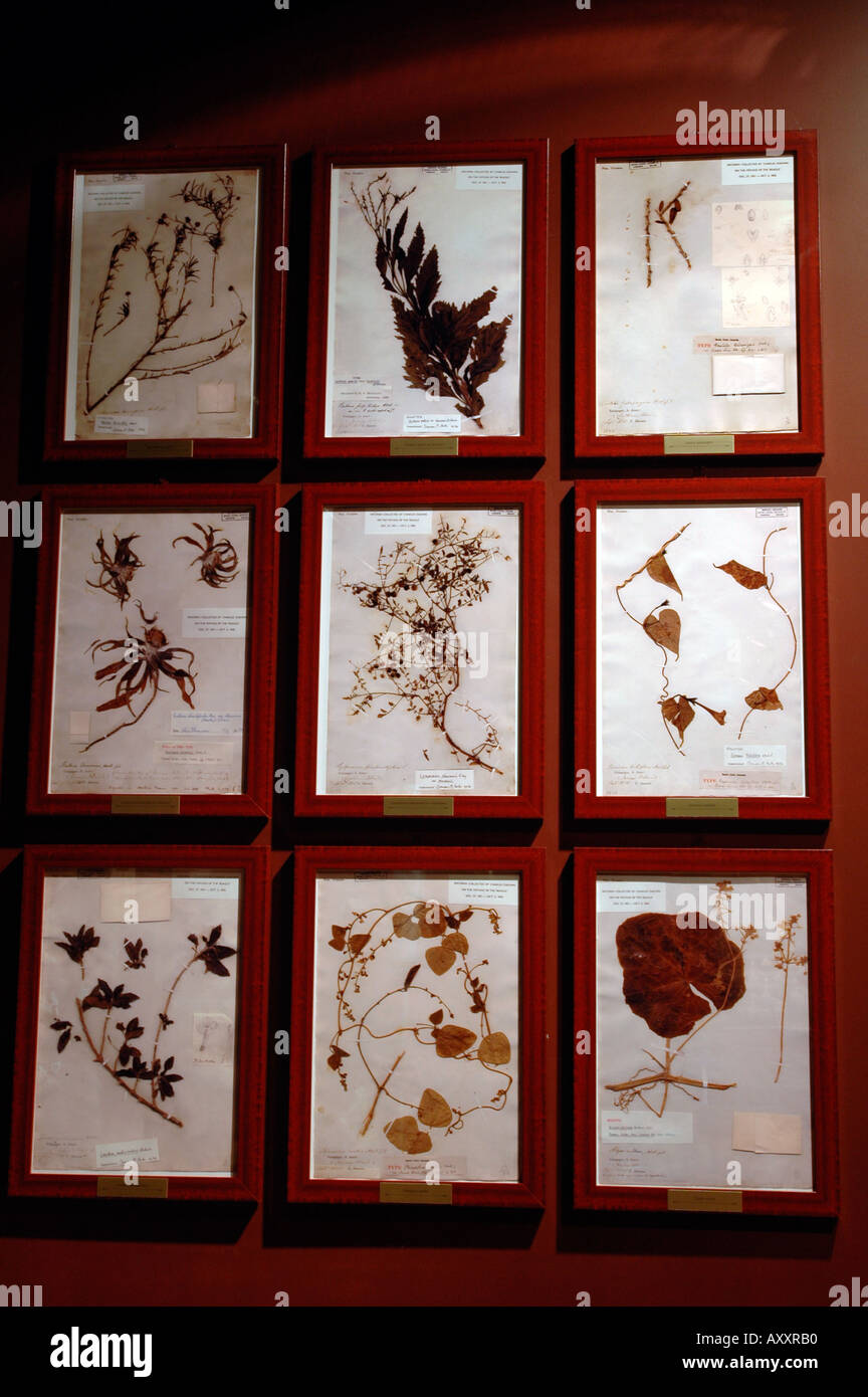 Botanical samples hi-res stock photography and images - Alamy