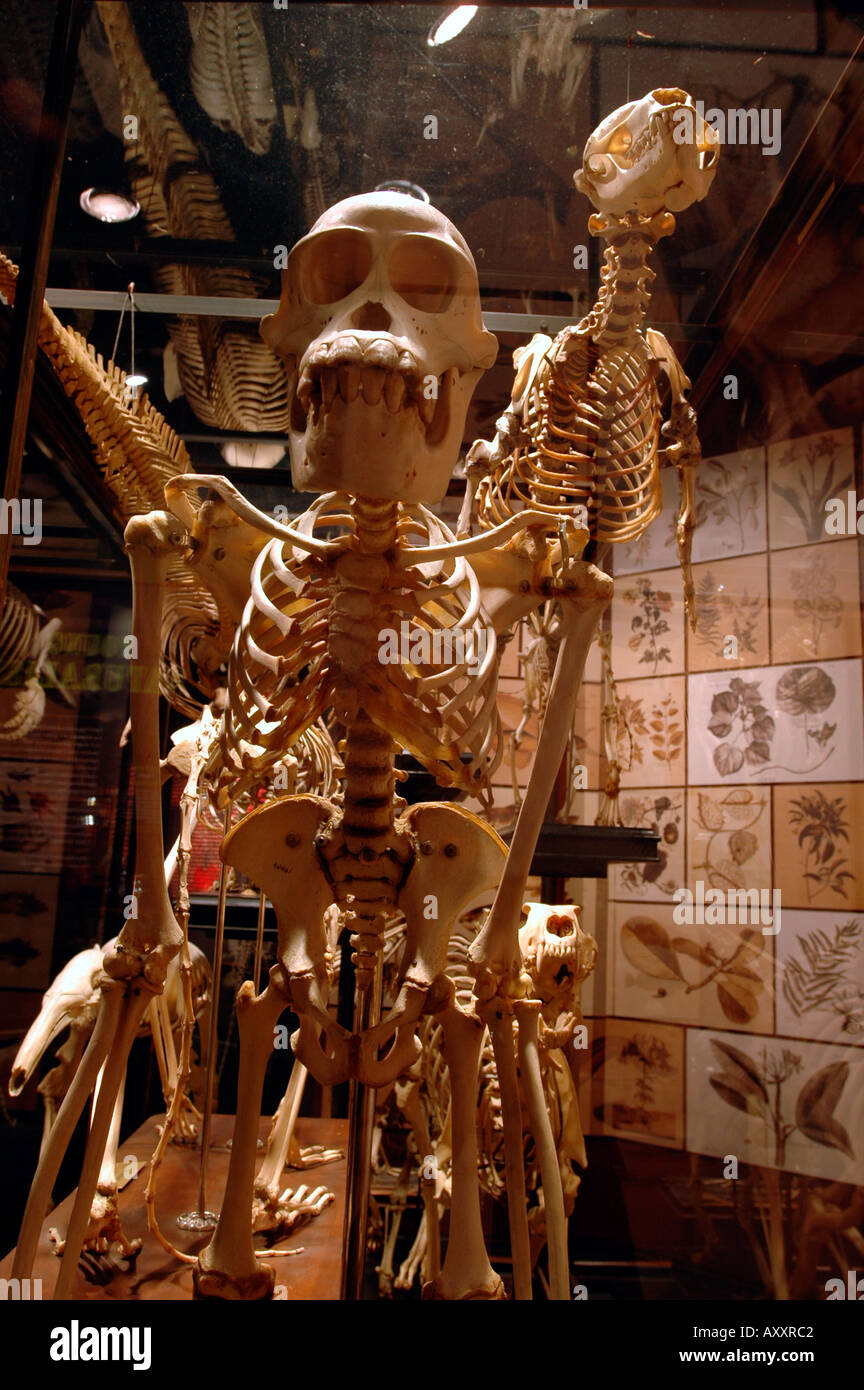 Darwin exhibit at American Museum of Natural History Stock Photo