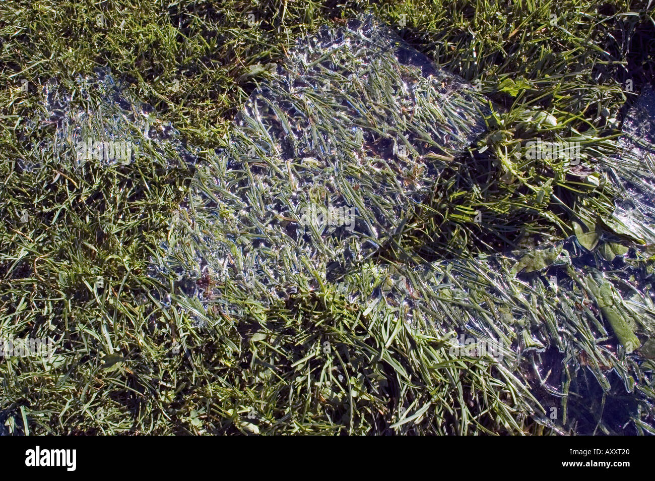 grass under ice sheet Stock Photo - Alamy
