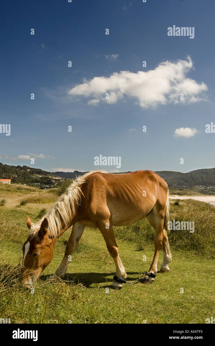 horse's foot with chains Stock Photo Alamy