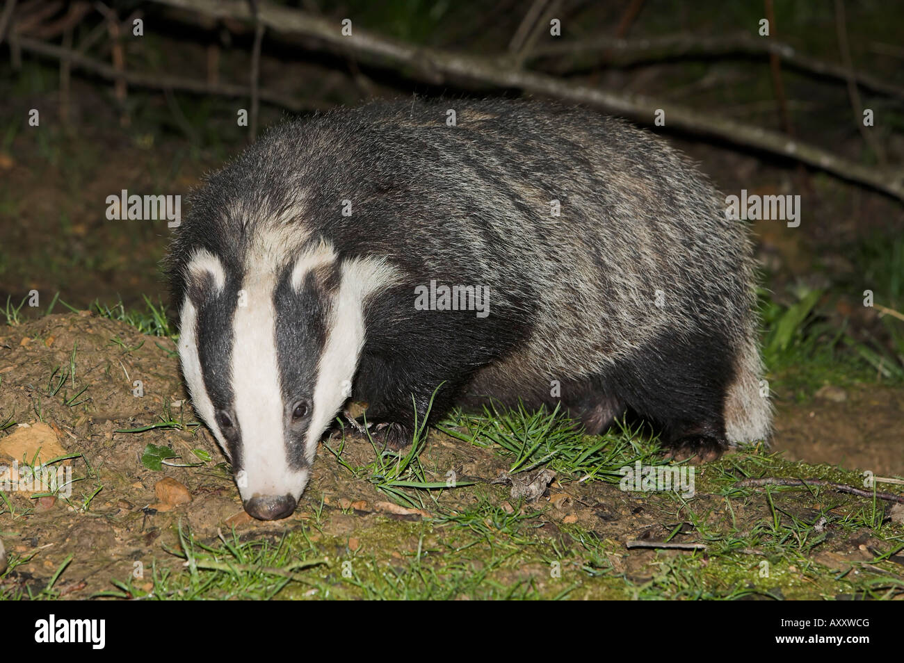 Eurasian badger by sett Stock Photo - Alamy