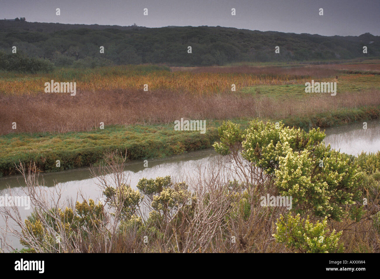 Shrubs and bushes along Chorro Creek Morro Estuary Natural Preserve Morro Bay California Stock Photo