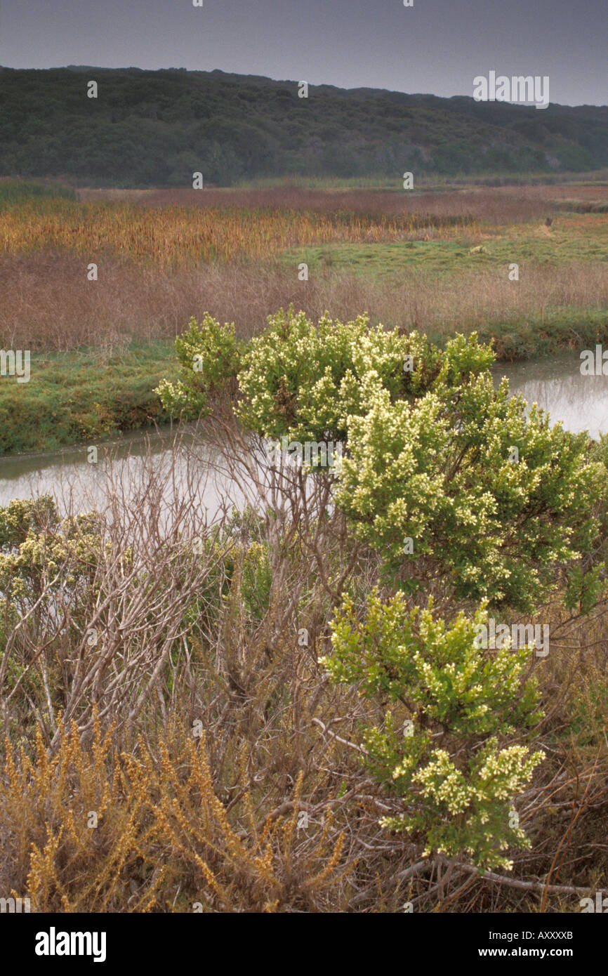 Shrubs and bushes along Chorro Creek Morro Estuary Natural Preserve Morro  Bay California Stock Photo - Alamy