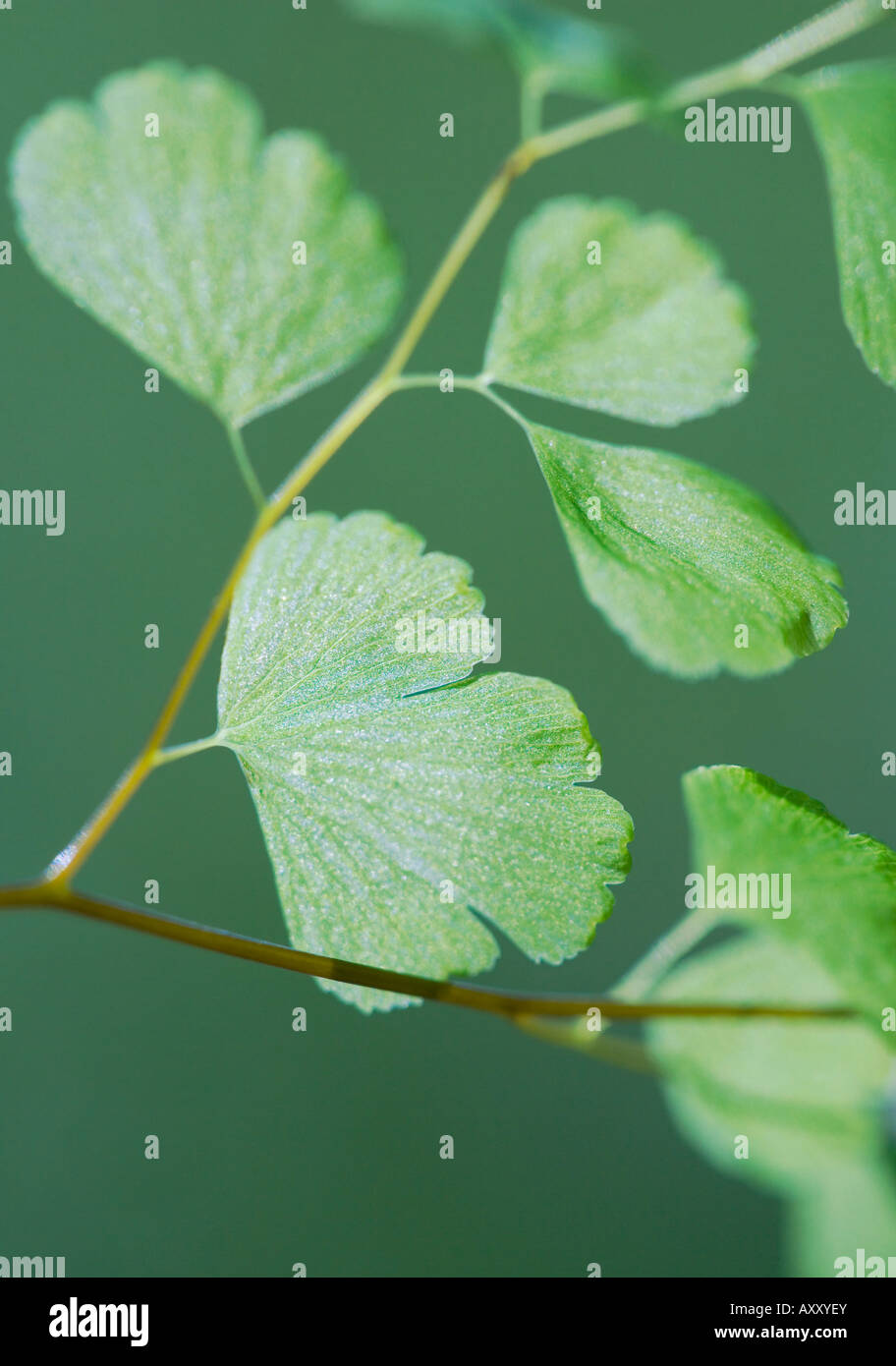 Close up of Adiantum (maidenhair fern) Stock Photo