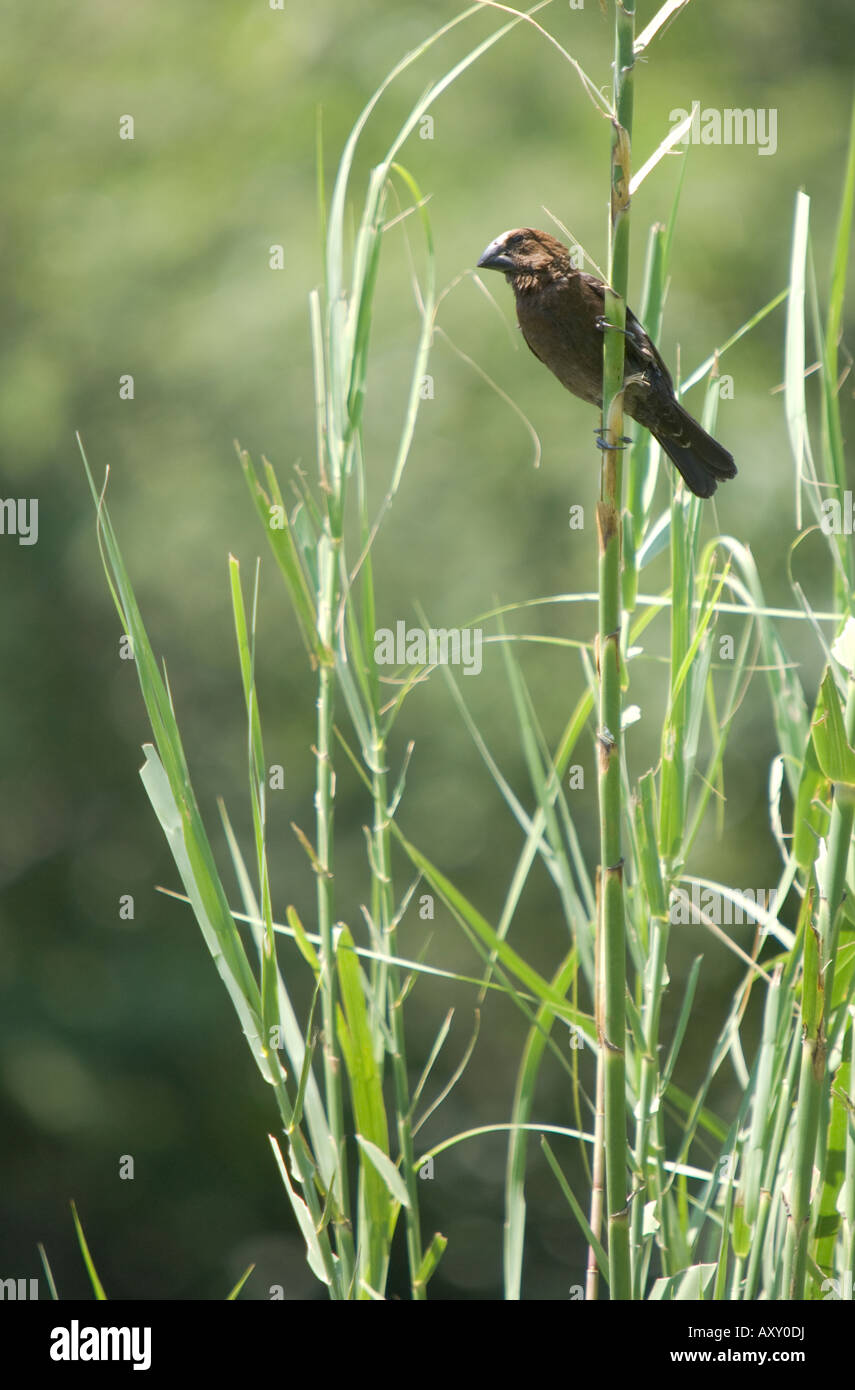 A thick-billed weaver sitting in the reads above a waterhole Stock Photo