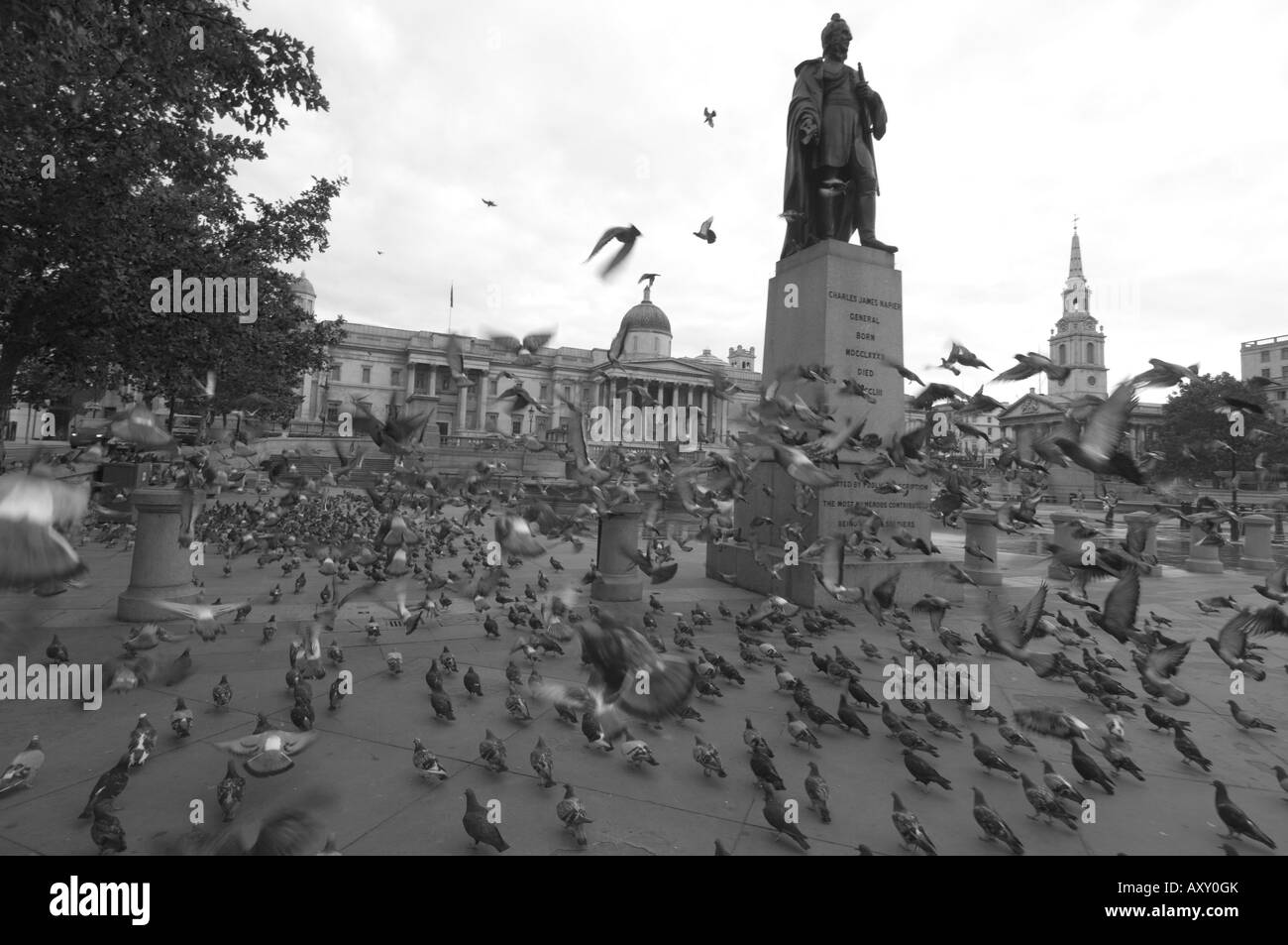 Flocks of pigeons in Trafalgar Square, London, England, United Kingdom, Europe Stock Photo