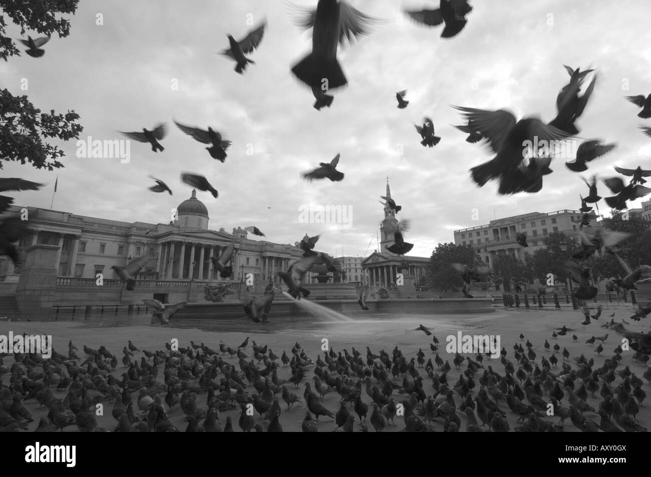Flocks of pigeons in Trafalgar Square, London, England, United Kingdom, Europe Stock Photo