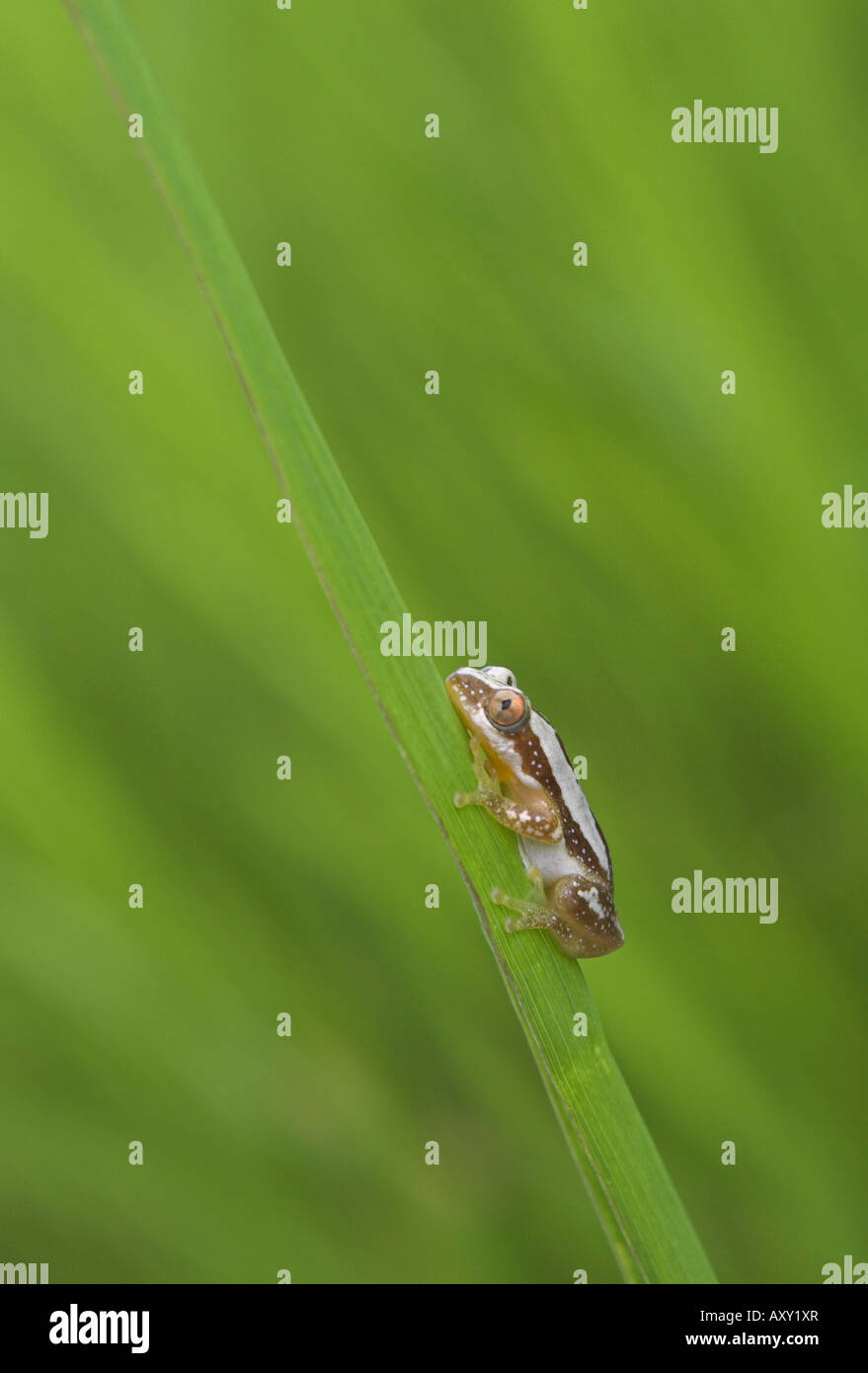 Reed frog in Kilombero Valley Tanzania Stock Photo