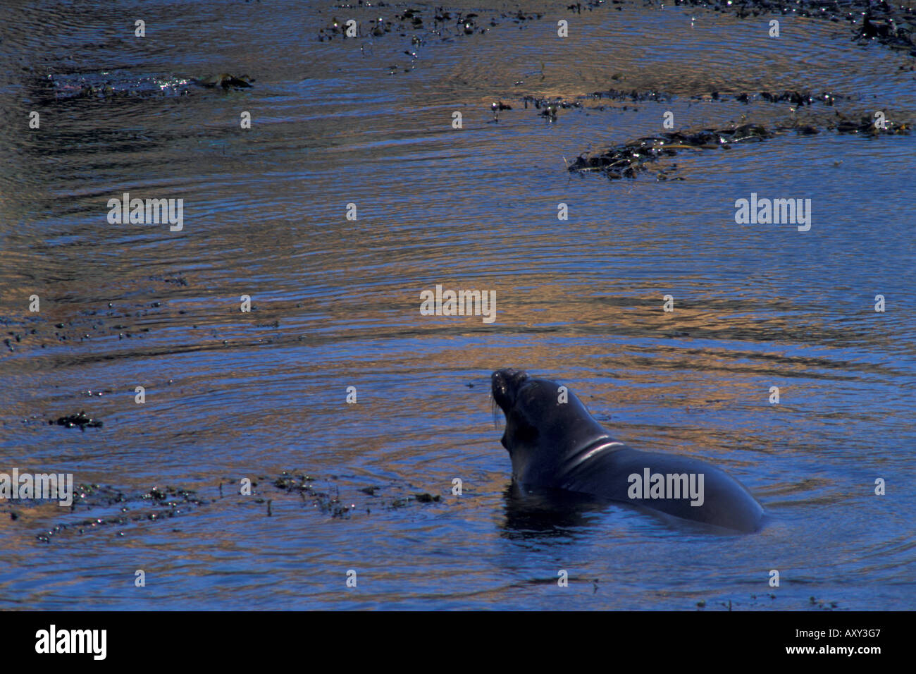 Male bull elephant seal barking while wading in coastal cove water at