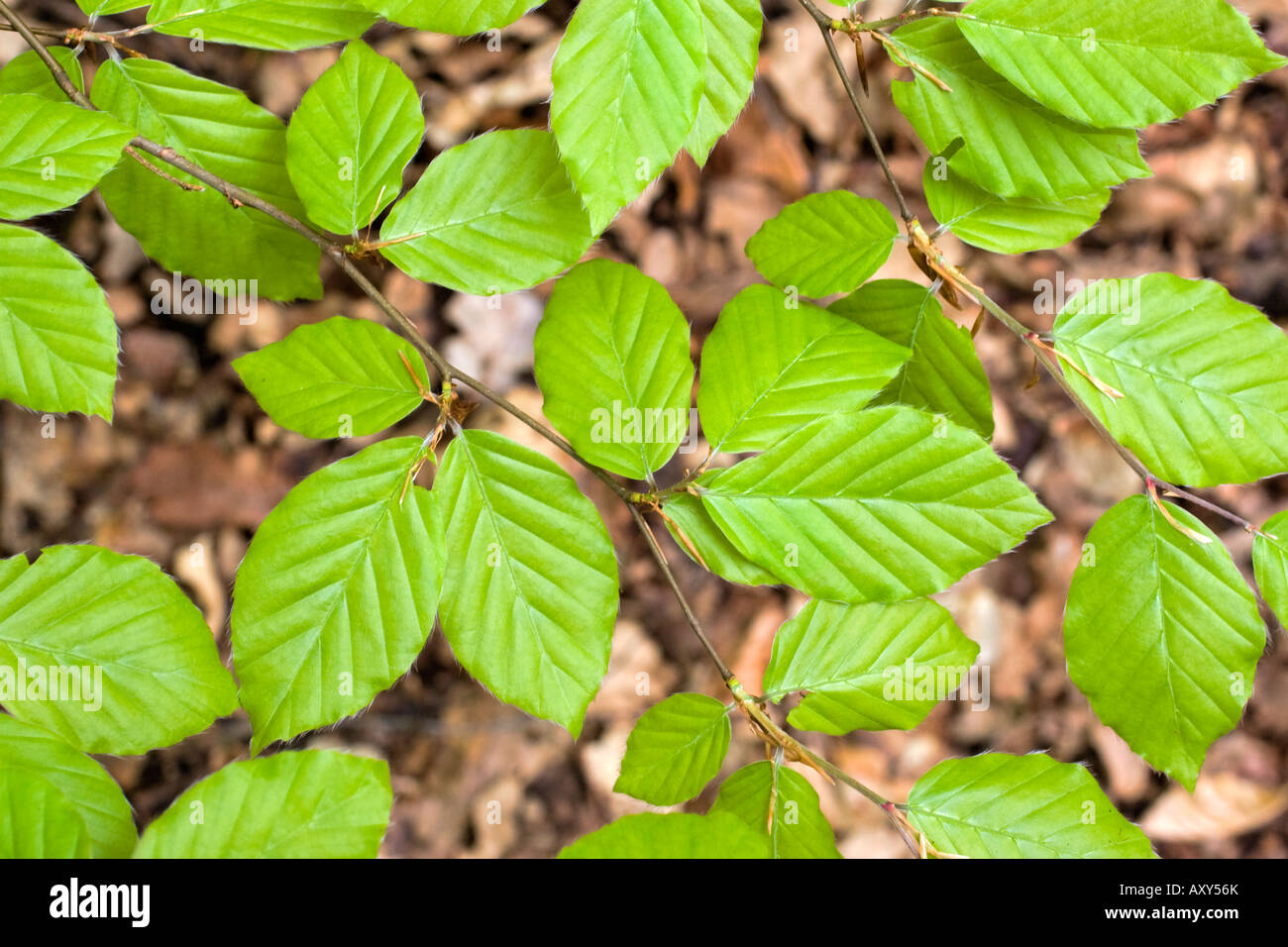 Beech Tree Latin Fagus sylvatica in Autumn Fall in Stow on the Wold  Gloucestershire England Stock Photo - Alamy