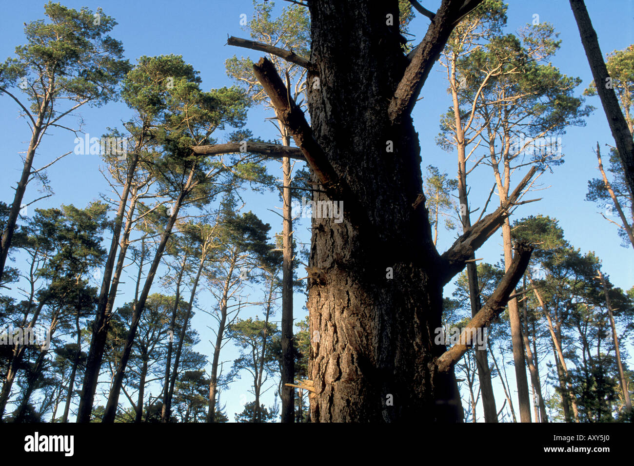 Monterey Pine Tree forest Cambria California Stock Photo - Alamy