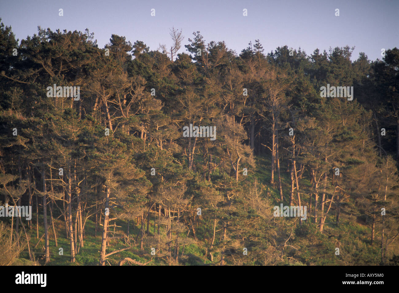 Monterey Pine Tree forest Cambria California Stock Photo - Alamy