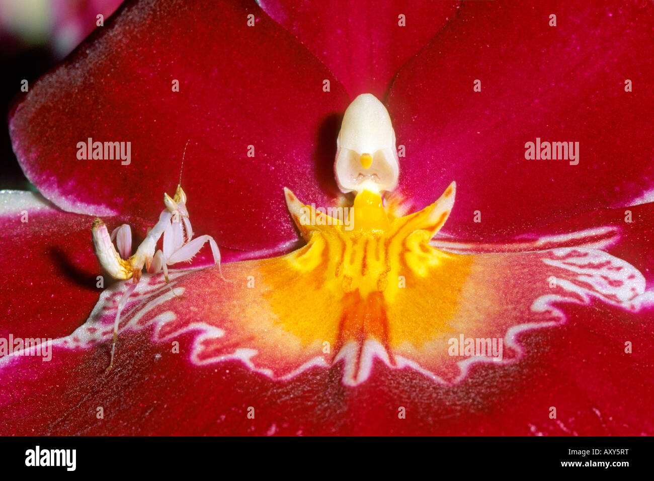 Orchid Mantis (Hymenopus coronatus) sitting well camouflaged in an orchid blossom Stock Photo