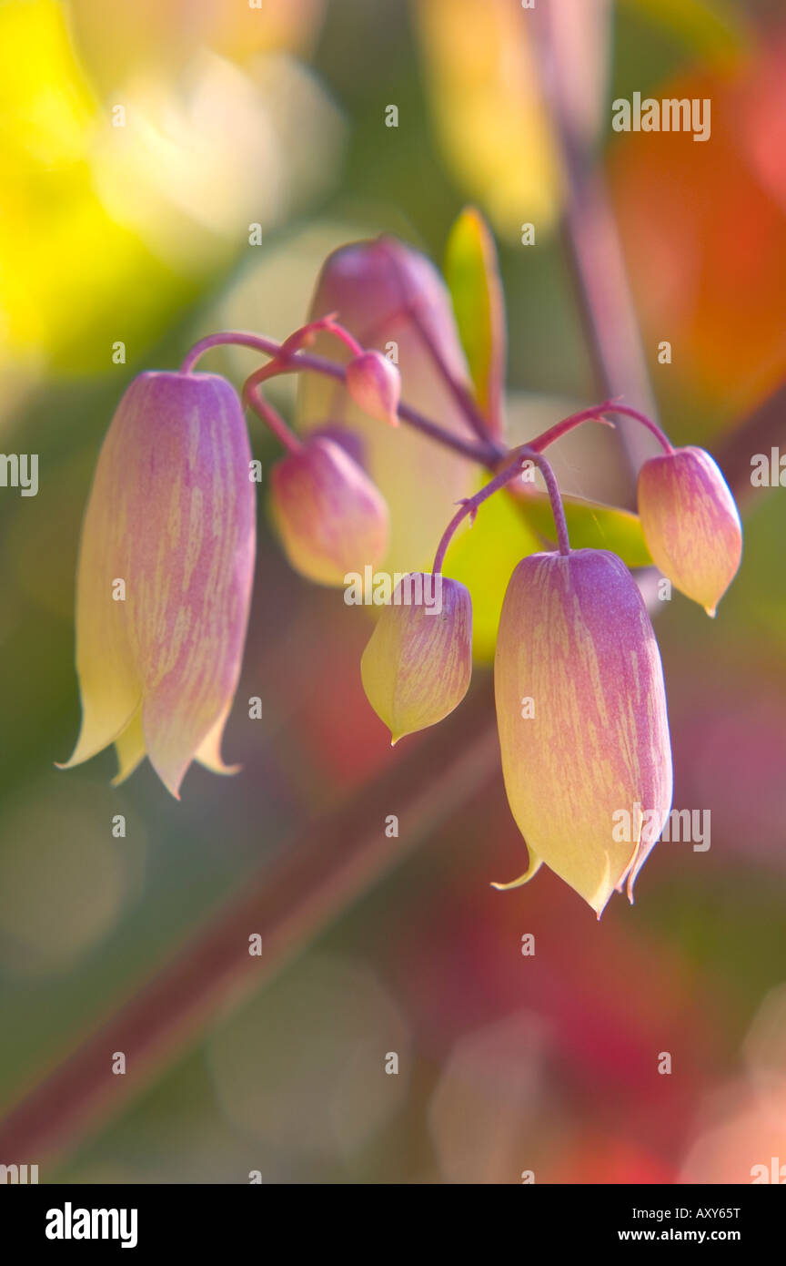 kalanchoe buds evening close-up (kalanchoe pinnata, crassulaceae) Stock Photo