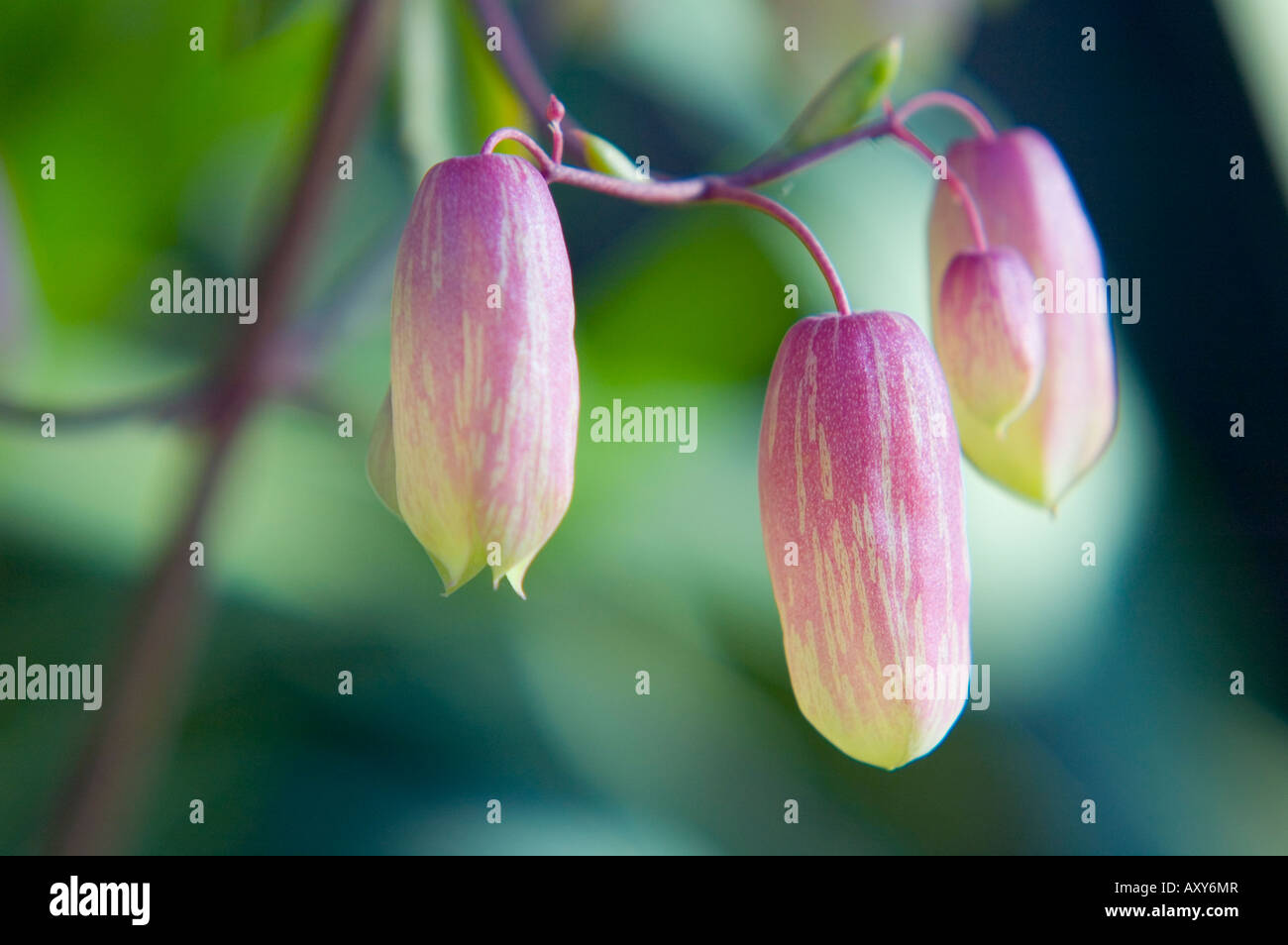 kalanchoe buds dawning (kalanchoe pinnata, crassulaceae) Stock Photo