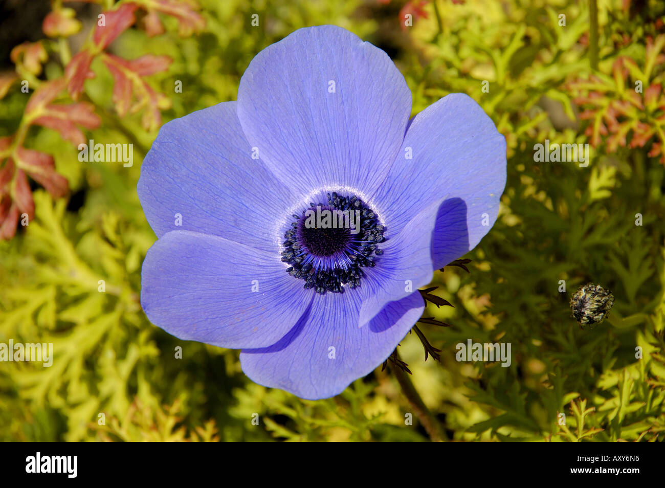 Anemone coronaria in the garden at Portumna Castle Co Galway Ireland Stock Photo