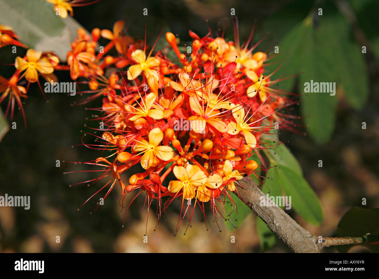 Ashoka flower, Saraca asoka ,INDIA. Evergreen tree Family Fabaceae. Sorrowless tree, Jonesia asoka, pea family Stock Photo