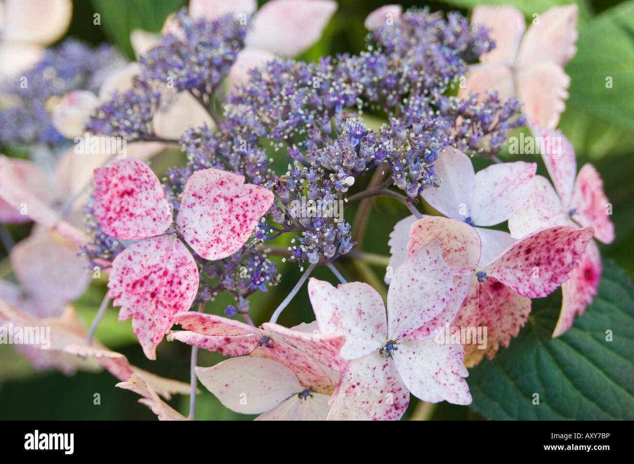Hydrangea Heart Bloom Where Youre Planted Very Beautiful