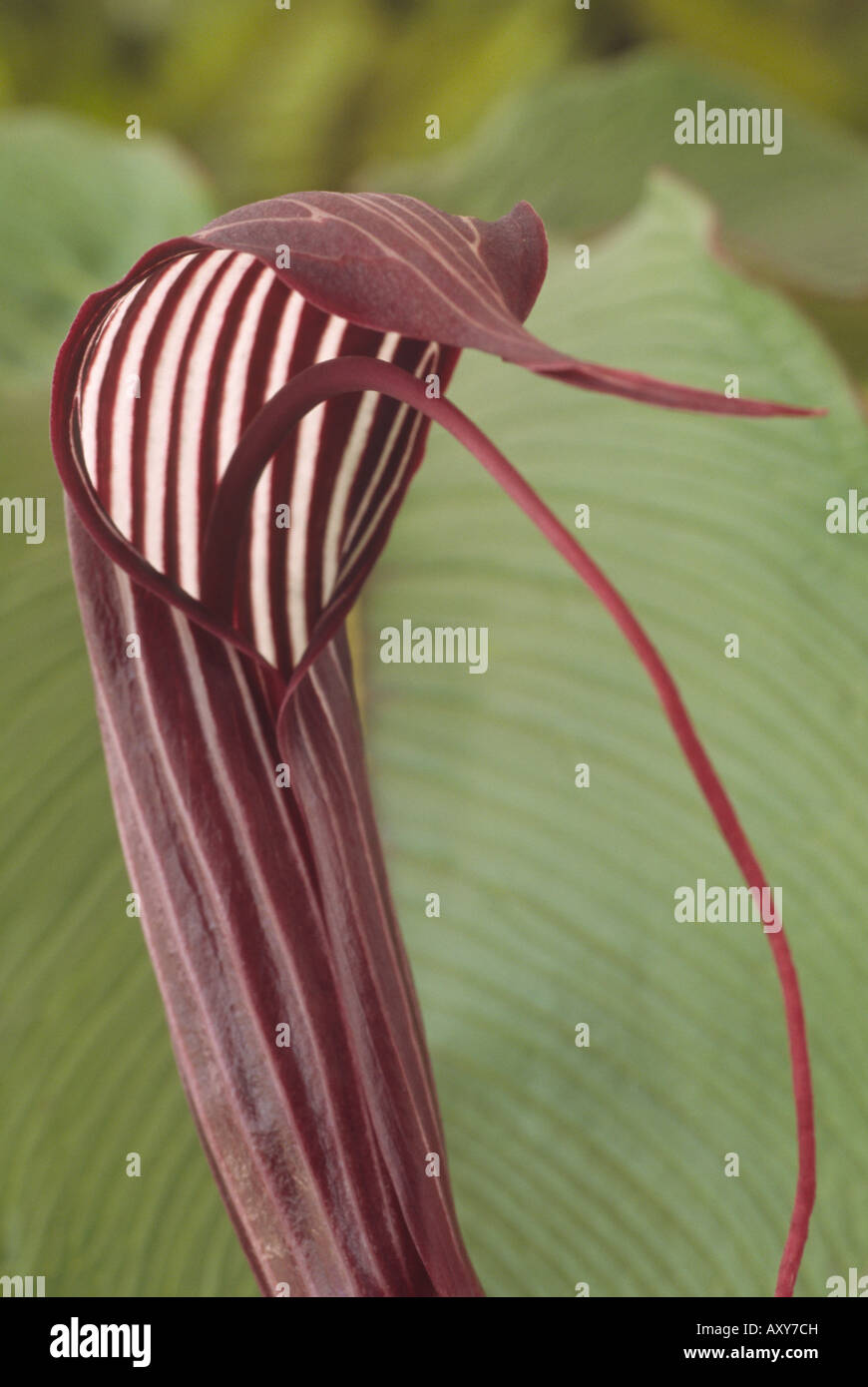Arisaema costatum. Close up of purple brown with white stripes spathe and long spadix. Stock Photo
