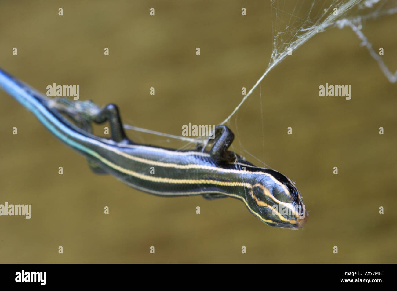 Lizard caught in spider web Stock Photo Alamy