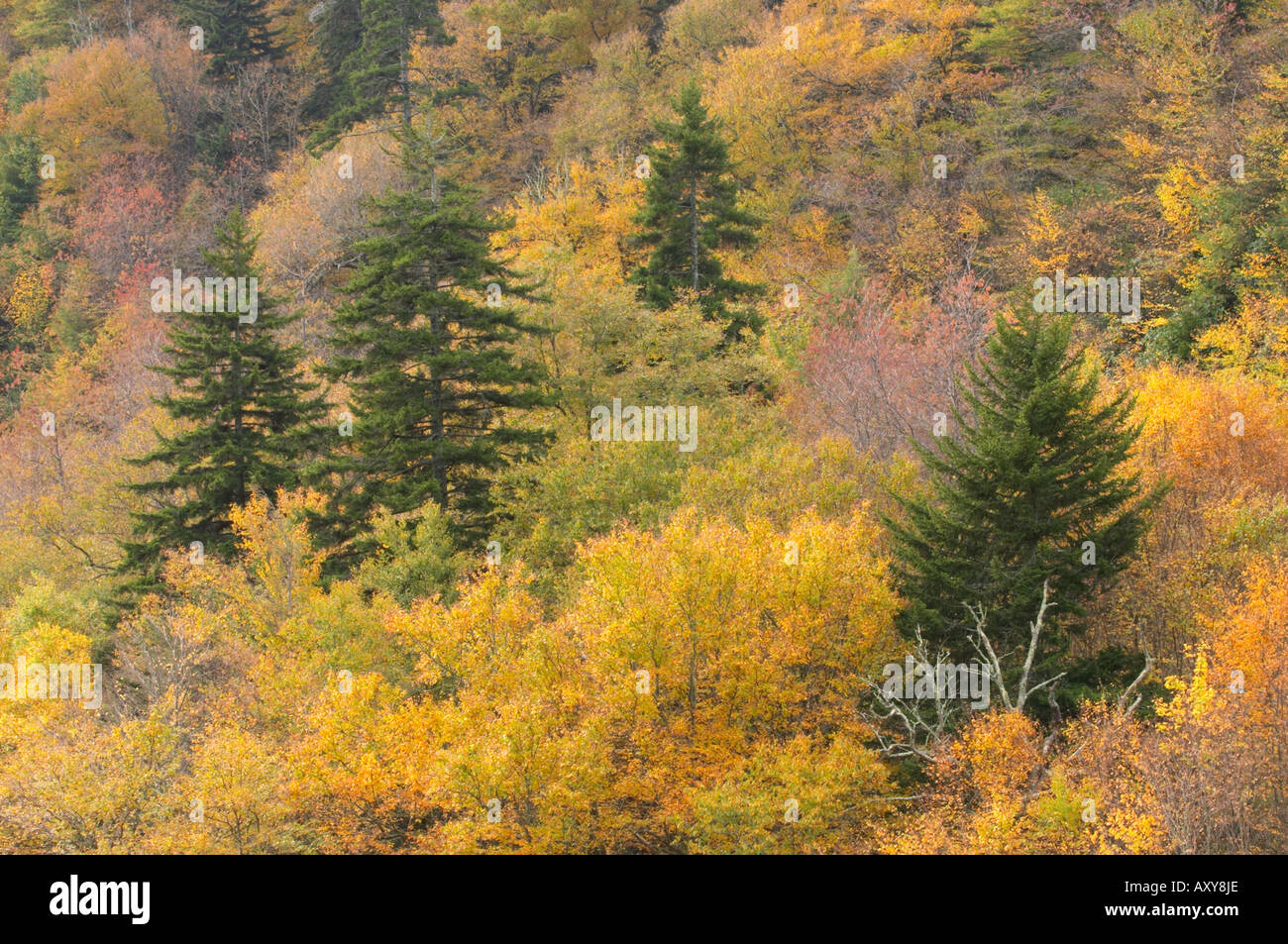 Fall color along the Newfound Gap road in The Great Smoky Mountains