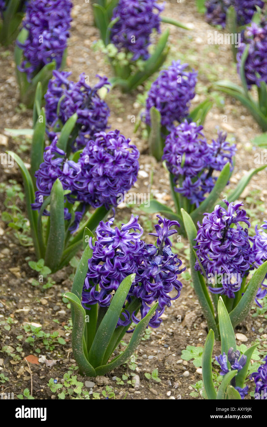 a Row of Hyacinths in the Garden of the Medici Villa of Castello, Sesto Fiorentino, Florence, Tuscany Stock Photo