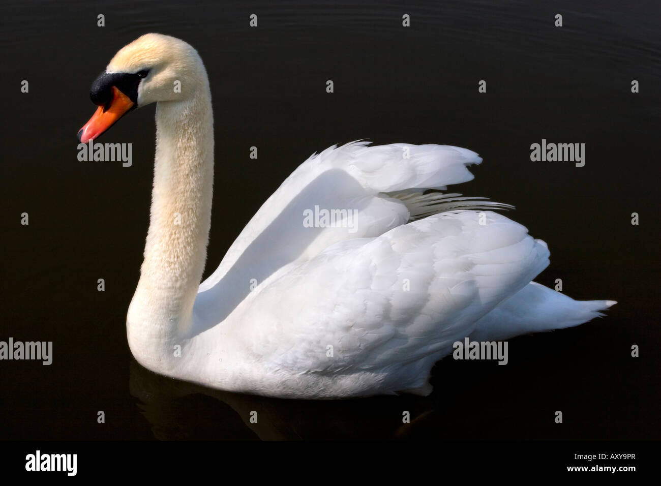 Young Mute Swan latin name Cygnus olor Very common on ponds lakes rivers and canals Stock Photo