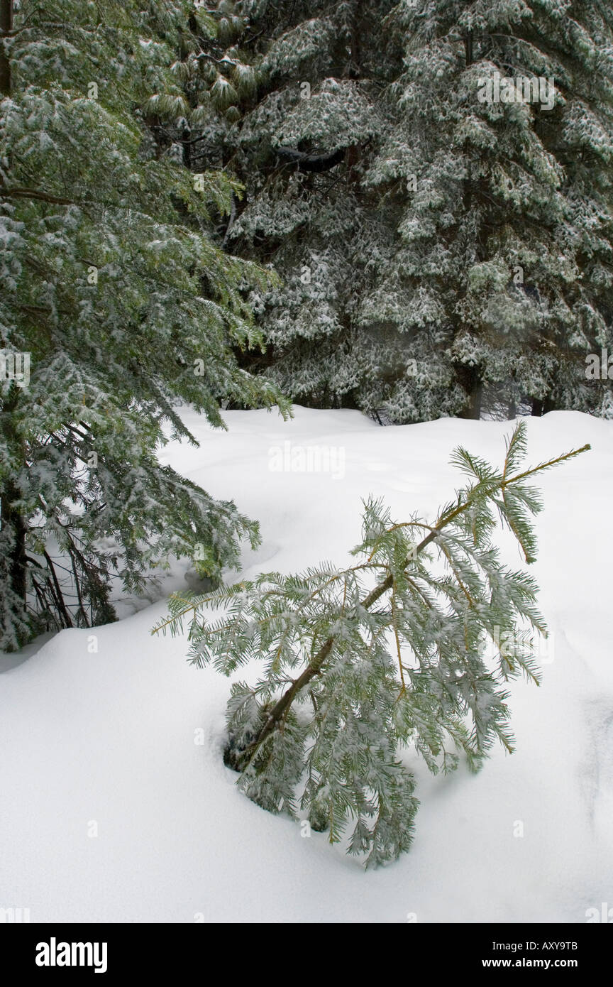 Fresh winter snow on young Fir trees at Crane Flat Yosemite National Park California Stock Photo