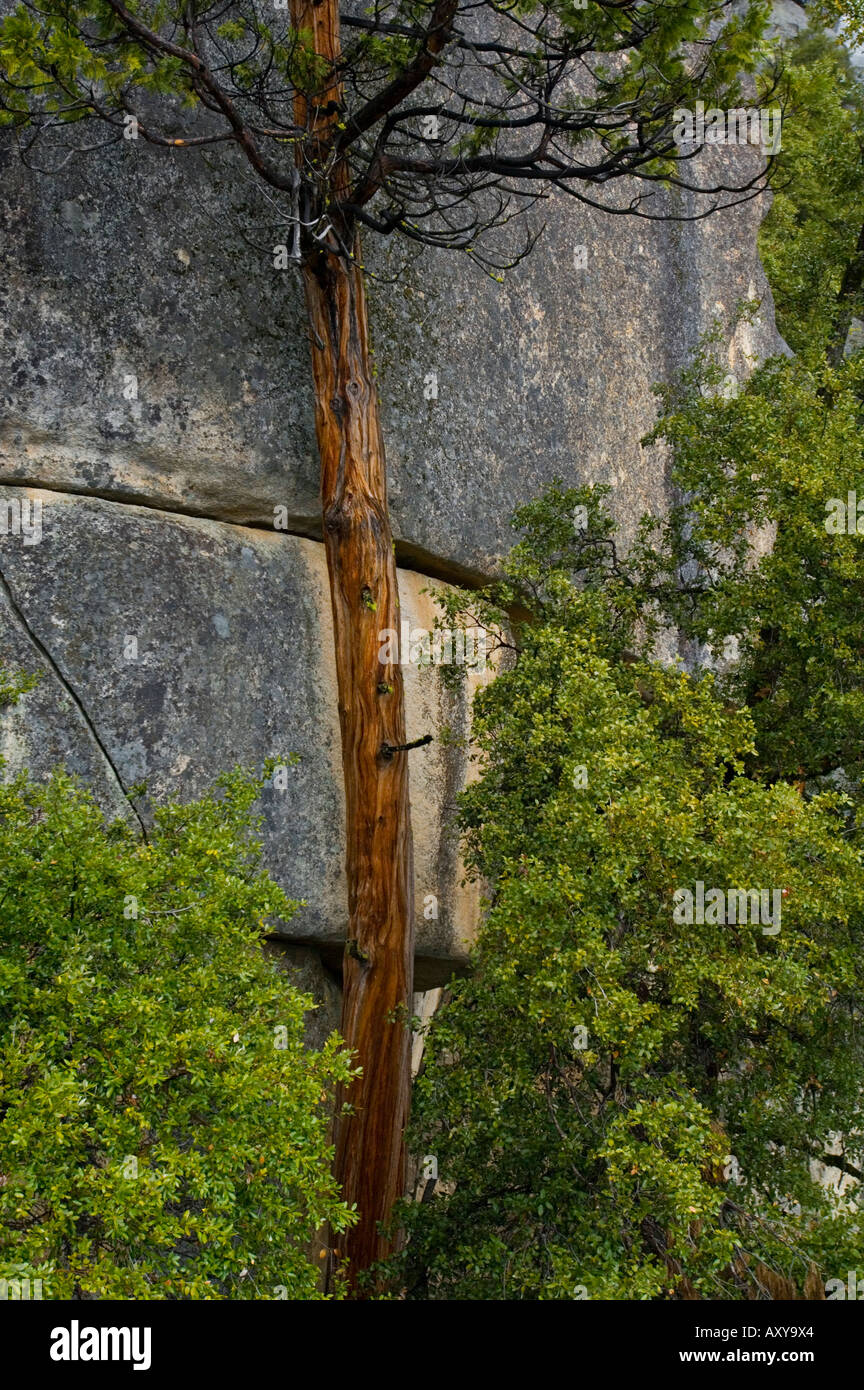 Cailfornia incense cedar tree trunk against giant granite rock cliff