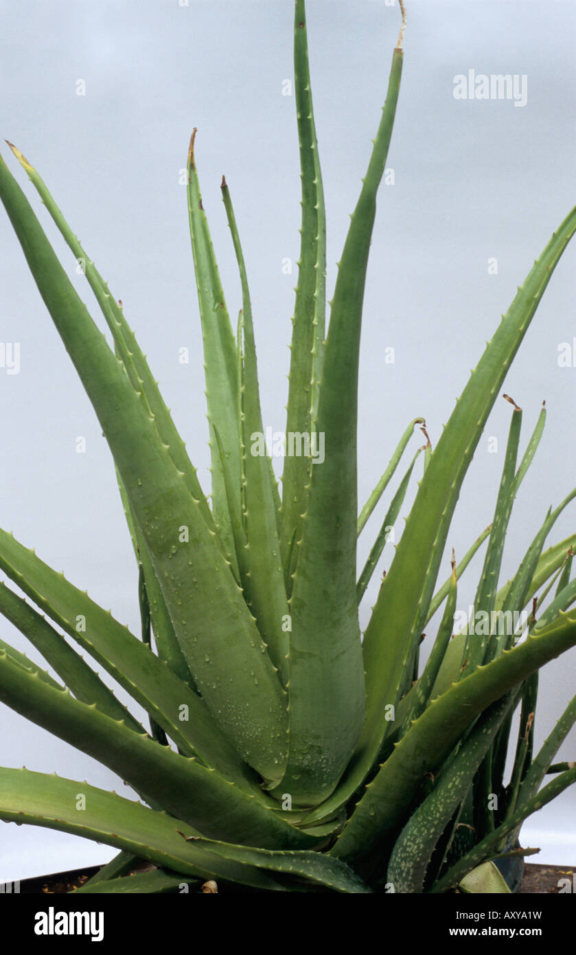 Dilang Buwaya Acibar General Curacao Aloe Aloe Aloe Vera Is
