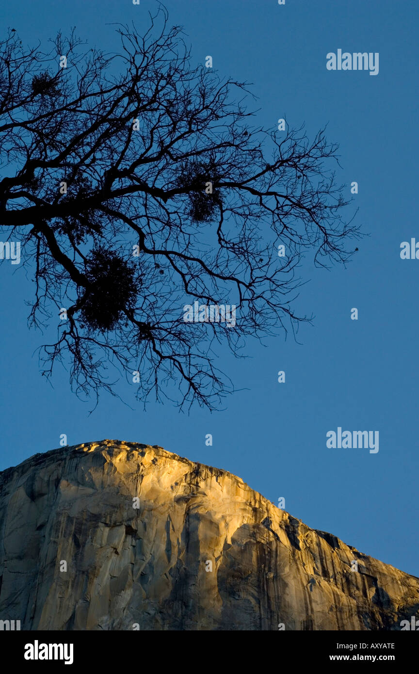 Barren tree and sunrise light on sheer granite wall cliff face of El ...
