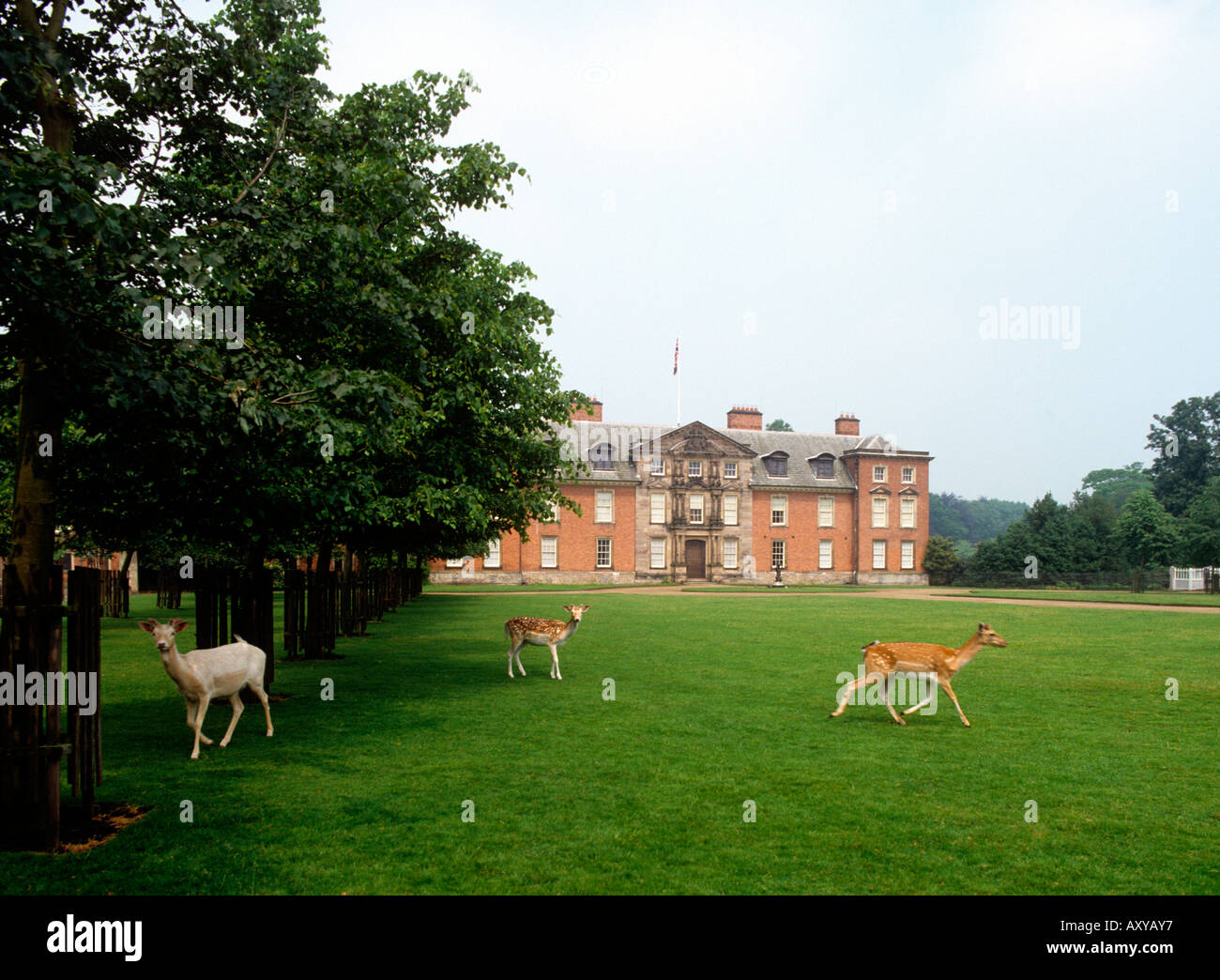 UK Cheshire Altrincham Dunham Massey House deer on lawn Stock Photo