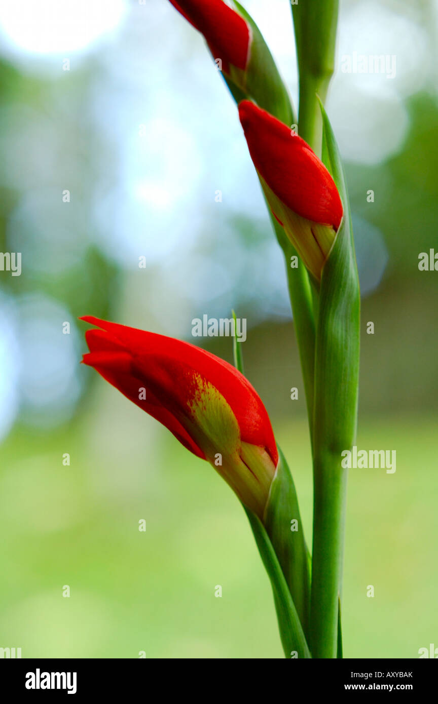red gladiolus buds blooming in the garden (gladiolus sp Stock Photo Alamy