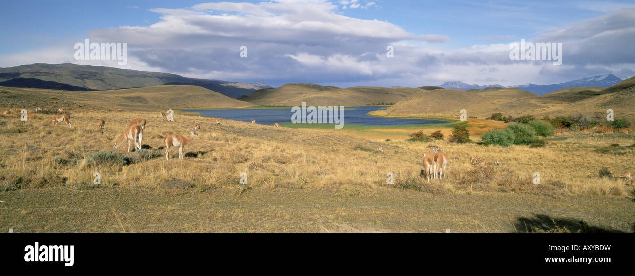 Lakes and llamas, Torres del Paine National Park, Patagonia, Chile, South America Stock Photo